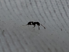 Pheidole adrianoi