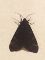 Dysschema magdala