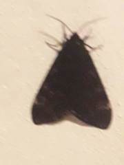 Dysschema magdala