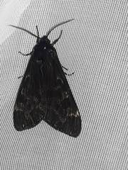 Dysschema magdala