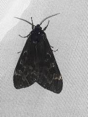 Dysschema magdala