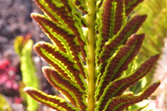 Polypodium pellucidum vulcanicum