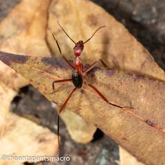 Leptomyrmex tibialis
