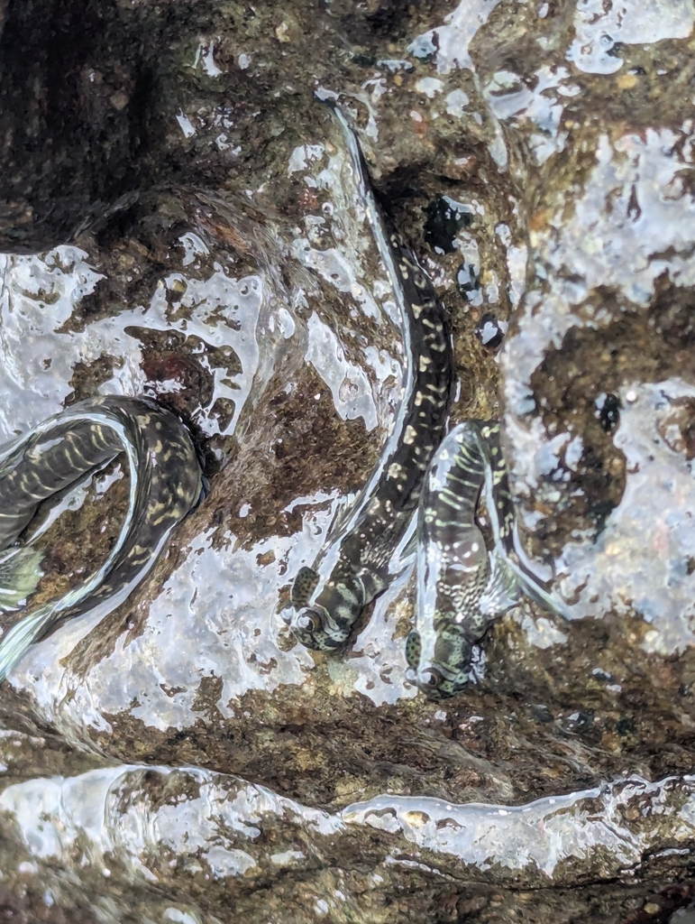 Leaping Rockskipper