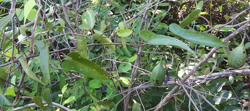 Aristolochia image