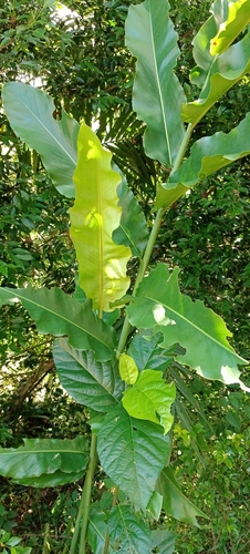 Etlingera elatior