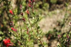 Salvia greggii