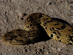 Bitis arietans arietans