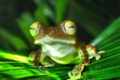 Rhacophorus margaritifer