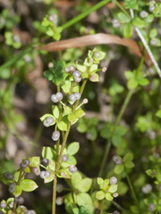 Galium propinquum
