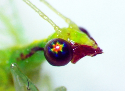 Red-lipped Green Lacewing photo 3