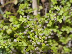 Galium propinquum