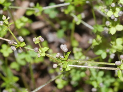Galium propinquum