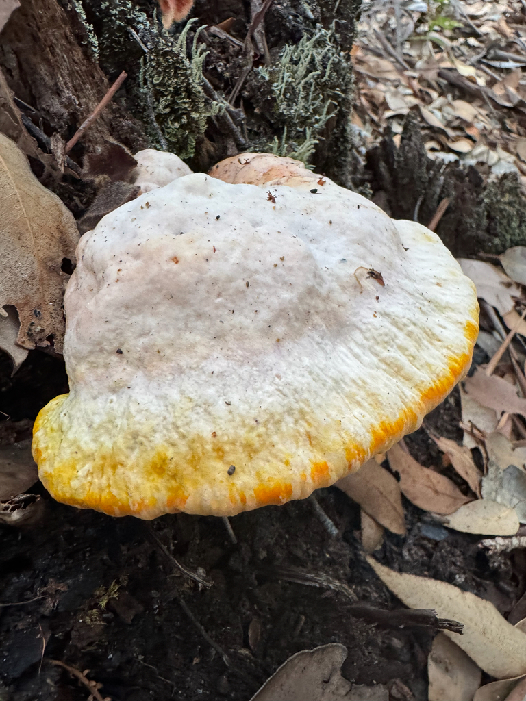 Piptoporus australiensis · April 2026 · photo: © davidthompson5 (iNaturalist, cc-by)