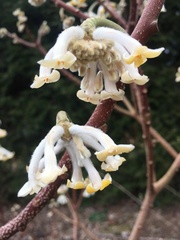Edgeworthia chrysantha