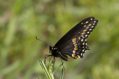 Papilio polyxenes asterius