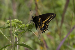 Papilio polyxenes asterius