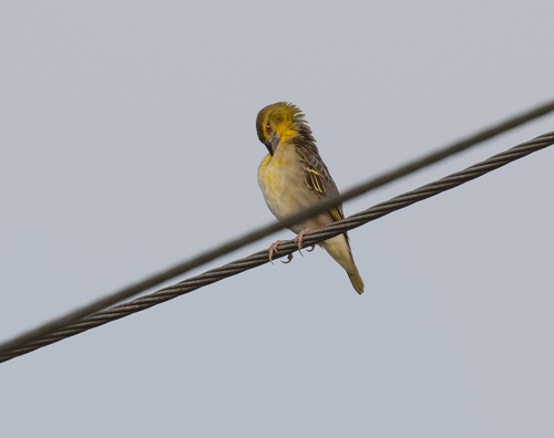 Village Weaver