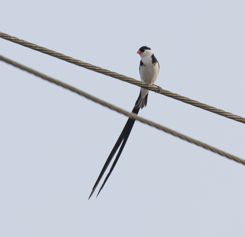 Pin-tailed Whydah