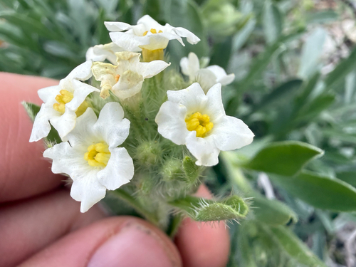 Yellow-eyed Cryptantha (Oreocarya flavoculata)