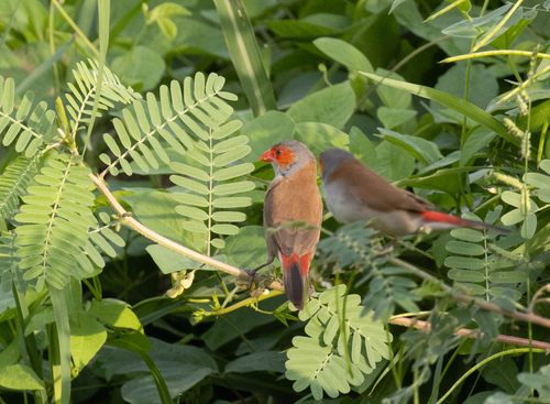 Orange-cheeked Waxbill (Estrilda melpoda), photo 4