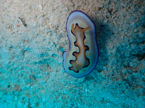 Goniobranchus coi