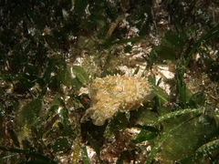 Sepia bandensis