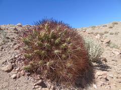 Maihueniopsis camachoi