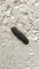 Phyllocaulis soleiformis