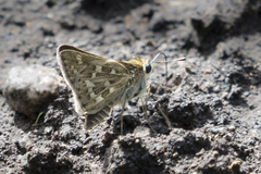 Polites subreticulata