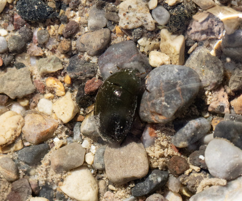 Tropisternus affinis