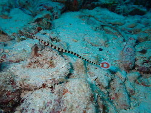 Dunckerocampus dactyliophorus