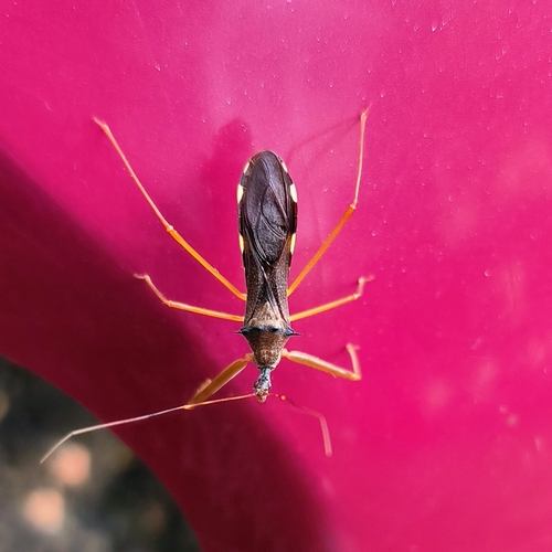 Observations by xigotonglo · iNaturalist