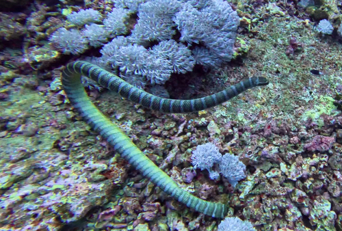 Laticauda semifasciata