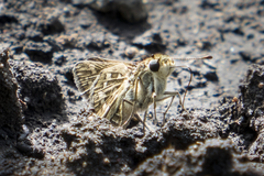 Polites subreticulata