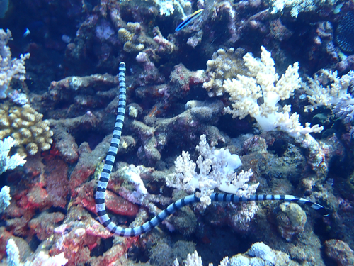 Laticauda colubrina