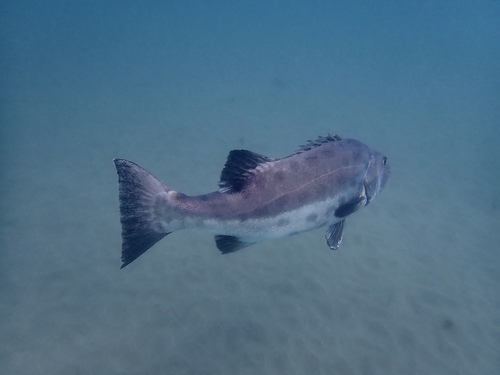Black jewfish (Stereolepis gigas) — Polyprionidae — 2
