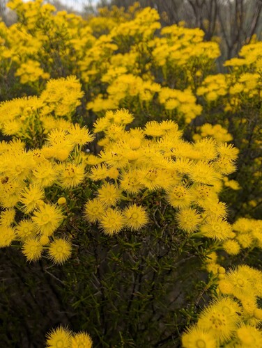 Verticordia chrysanthella
