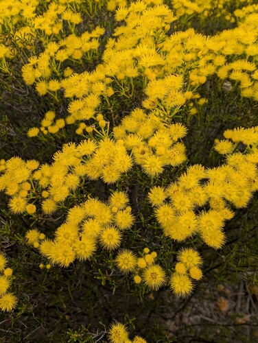 Verticordia chrysanthella, photograph 3