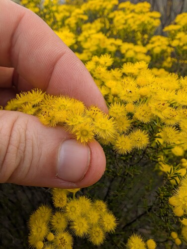 Verticordia chrysanthella, photograph 4