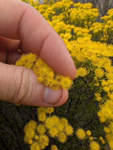 Verticordia chrysanthella, photograph 5