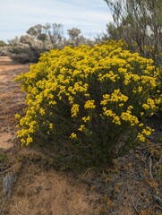 (c) Cal Wood, some rights reserved (CC BY) Verticordia chrysanthella, photograph (c) Cal Wood, some rights reserved (CC BY)