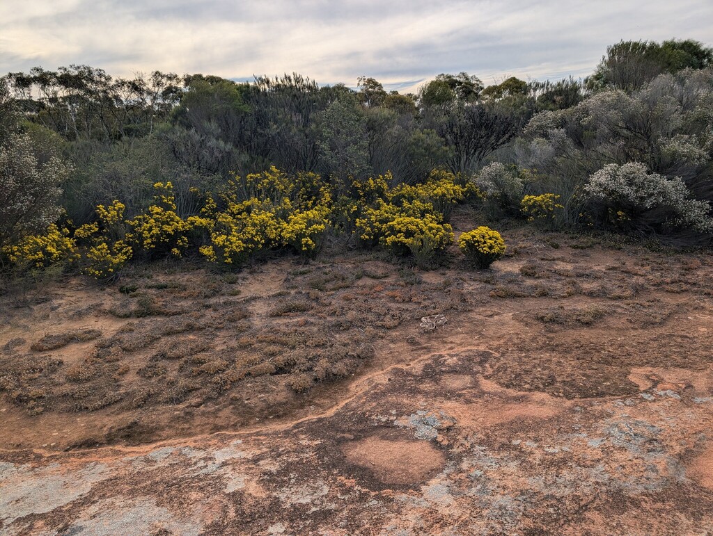 Verticordia chrysanthella; photograph (c) Cal Wood, some rights reserved (CC BY)