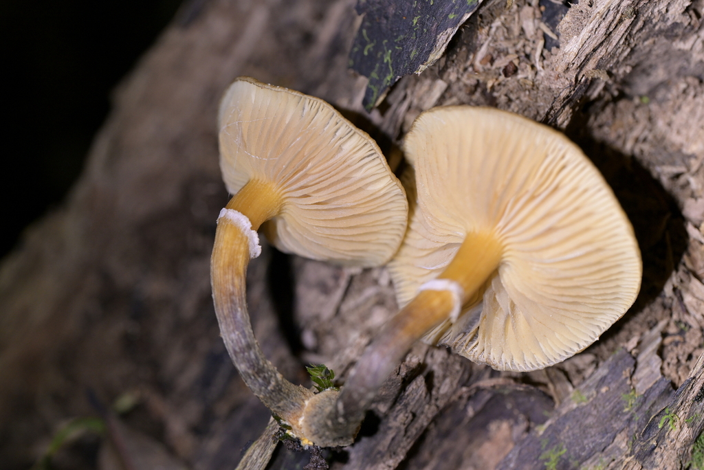 Armillaria novae-zelandiae · April 2026 · photo: © christopherstephens (iNaturalist, cc-by)