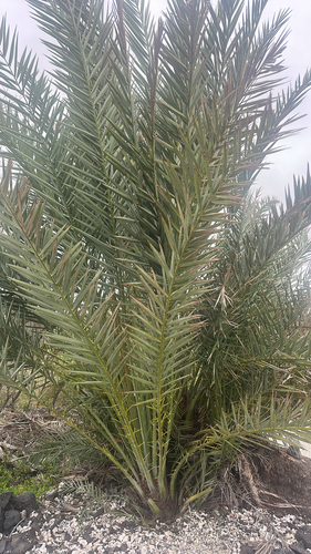 Phoenix dactylifera, 2026-04-11