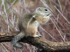 Ammospermophilus interpres