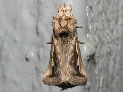 Didugua argentilinea