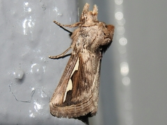 Didugua argentilinea