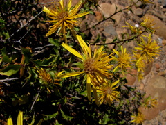 Berkheya spinosa