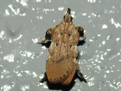 Galasa nigripunctalis